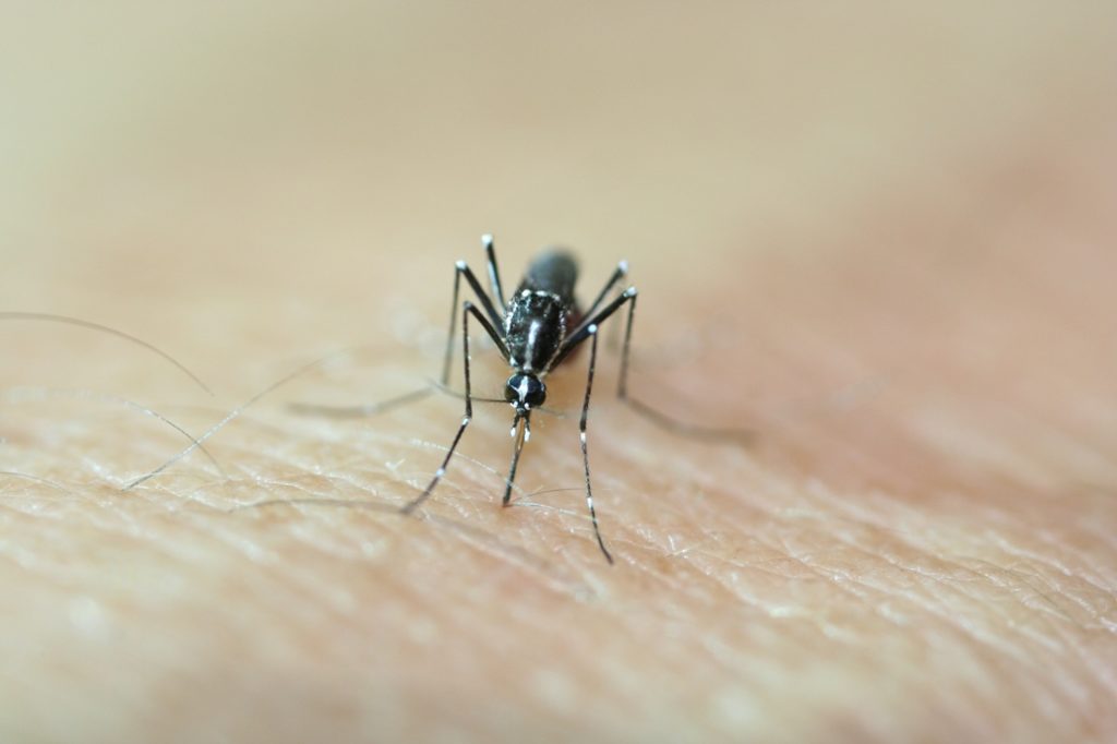 zikavirus
